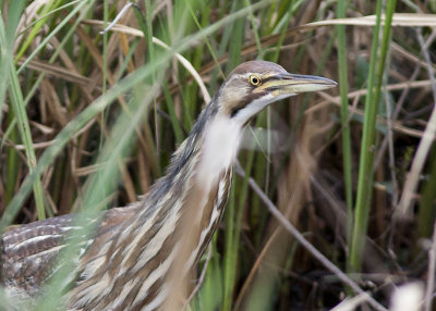 American Bittern