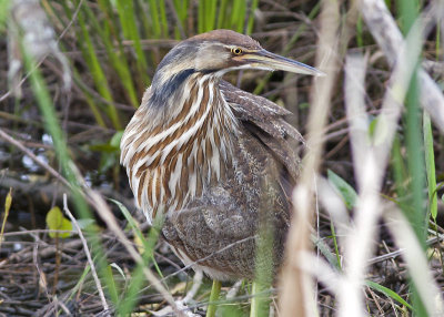 American Bittern