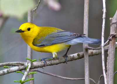 Prothonotary Warbler