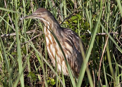 American Bittern