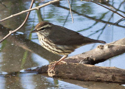 Louisiana Waterthrush