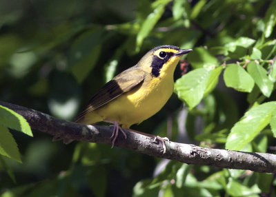 Kentucky Warbler