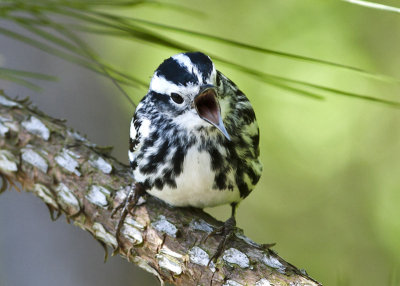 Black & White Warbler