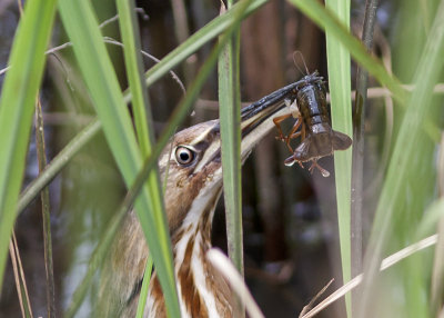 American Bittern