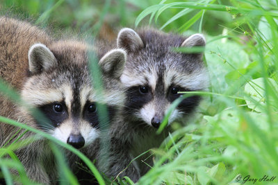 Raccoon_12-06-05_1671.jpg