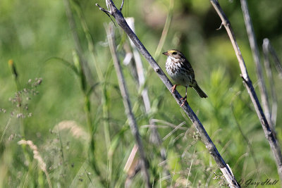 Savannah Sparrow_12-06-05_1593.jpg