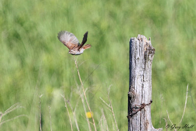 Song Sparrow_12-06-05_1583.jpg