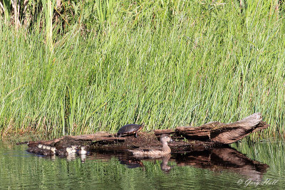 Wood Ducks_12-06-12_2150.jpg