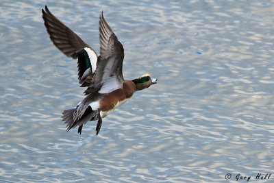 American Wigeon in Flight.jpg