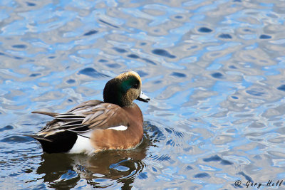 American Wigeon.jpg