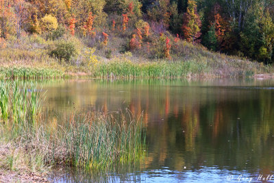 Autumn Pond.jpg