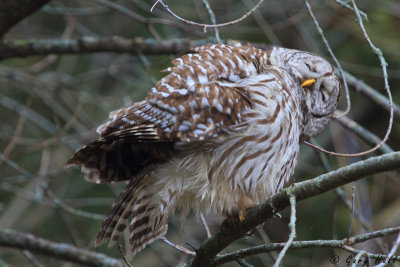 Barred Owl-3.jpg