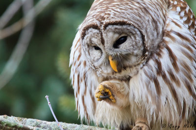 Barred Owl-5.jpg