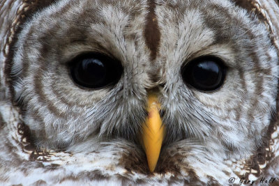 Barred Owl-7.jpg