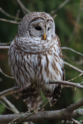Barred Owl-8.jpg