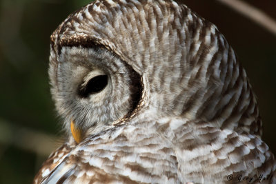 Barred Owl-9.jpg