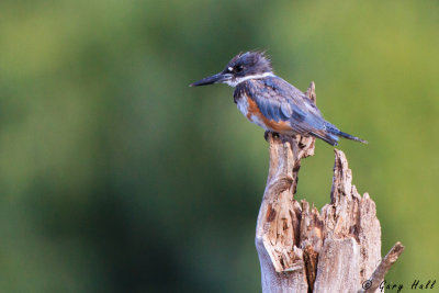 Belted Kingfisher.jpg