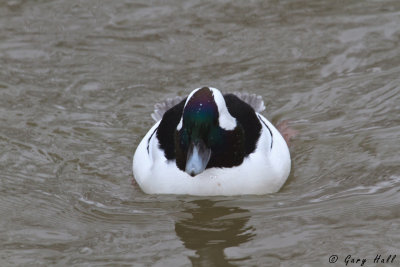 Bufflehead.jpg