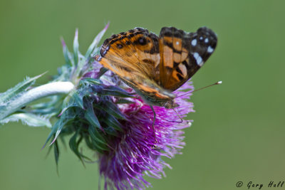 Butterfly - American Painted Lady.jpg