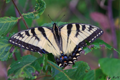 Butterfly - Canadian Tiger Swallowtail.jpg