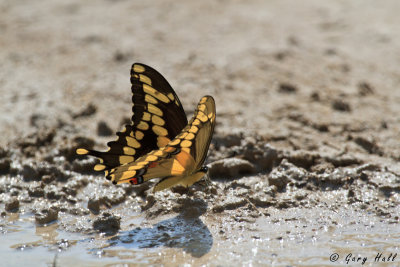Butterfly - Giant Swallowtail.jpg