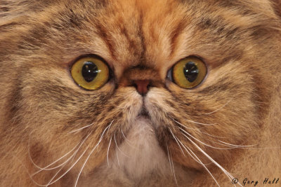 Cat - Exotic Longhair 2.jpg