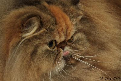 Cat - Exotic Longhair.jpg
