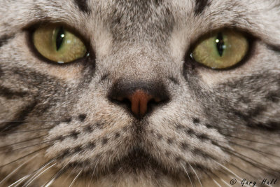 Cats - American Shorthair.jpg
