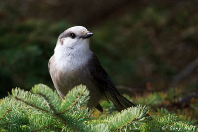 Grey Jay 2.jpg