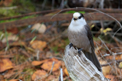 Grey Jay.jpg