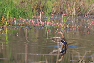 Mallard.jpg
