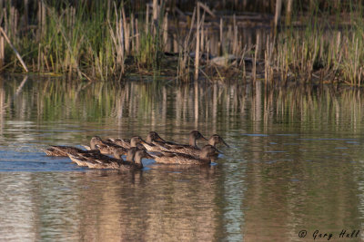 Mallards copy.jpg