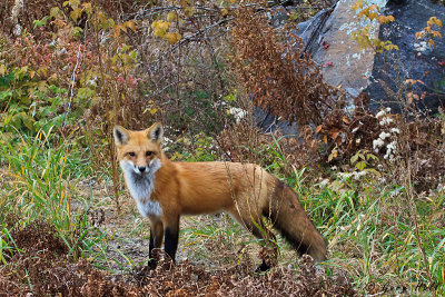 Red Fox.jpg