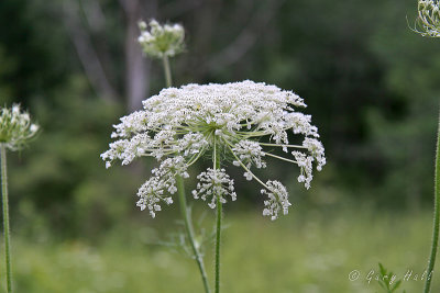 Queen Anne's Lace
