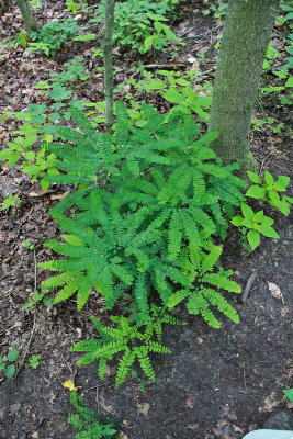 Hemlock Ridges-7.jpg