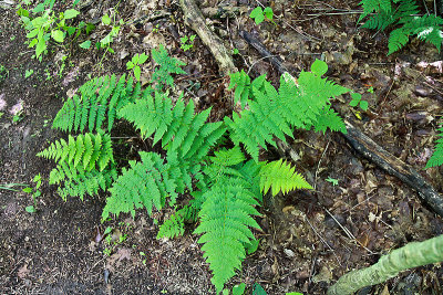 Hemlock Ridges-8.jpg