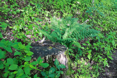 Hemlock Ridges-9.jpg