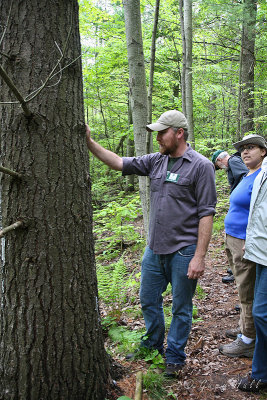 White Pine