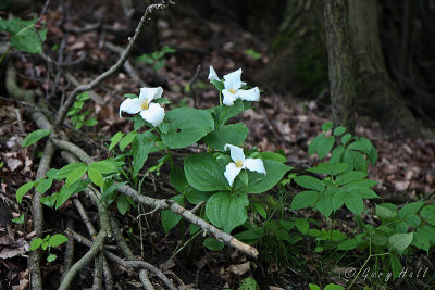White Trillium