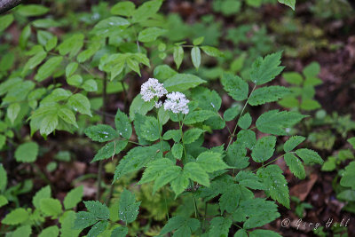 Barberry