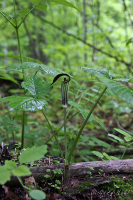 Jack-in-the Pulpit