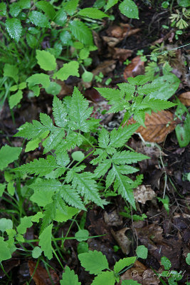 Sweet Cicely