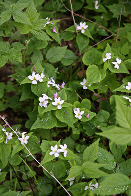 Canada Violet