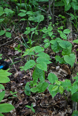 Poison Ivy