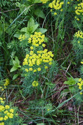 Spurge