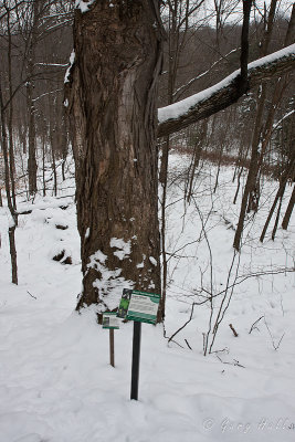 Sugar Maple