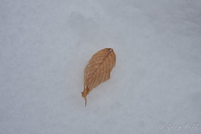 Beech Leaf