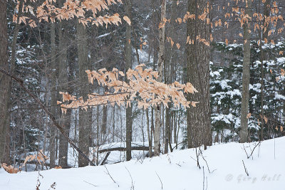 Beech Foliage in Winter
