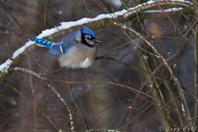 Blue Jay_13-01-25_3263.jpg