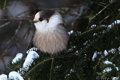 Gray Jay_13-01-25_3276.jpg